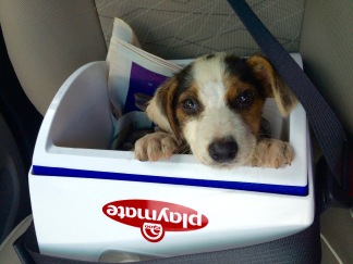A small ice chest served as a makeshift carrier on the way to the vet clinic